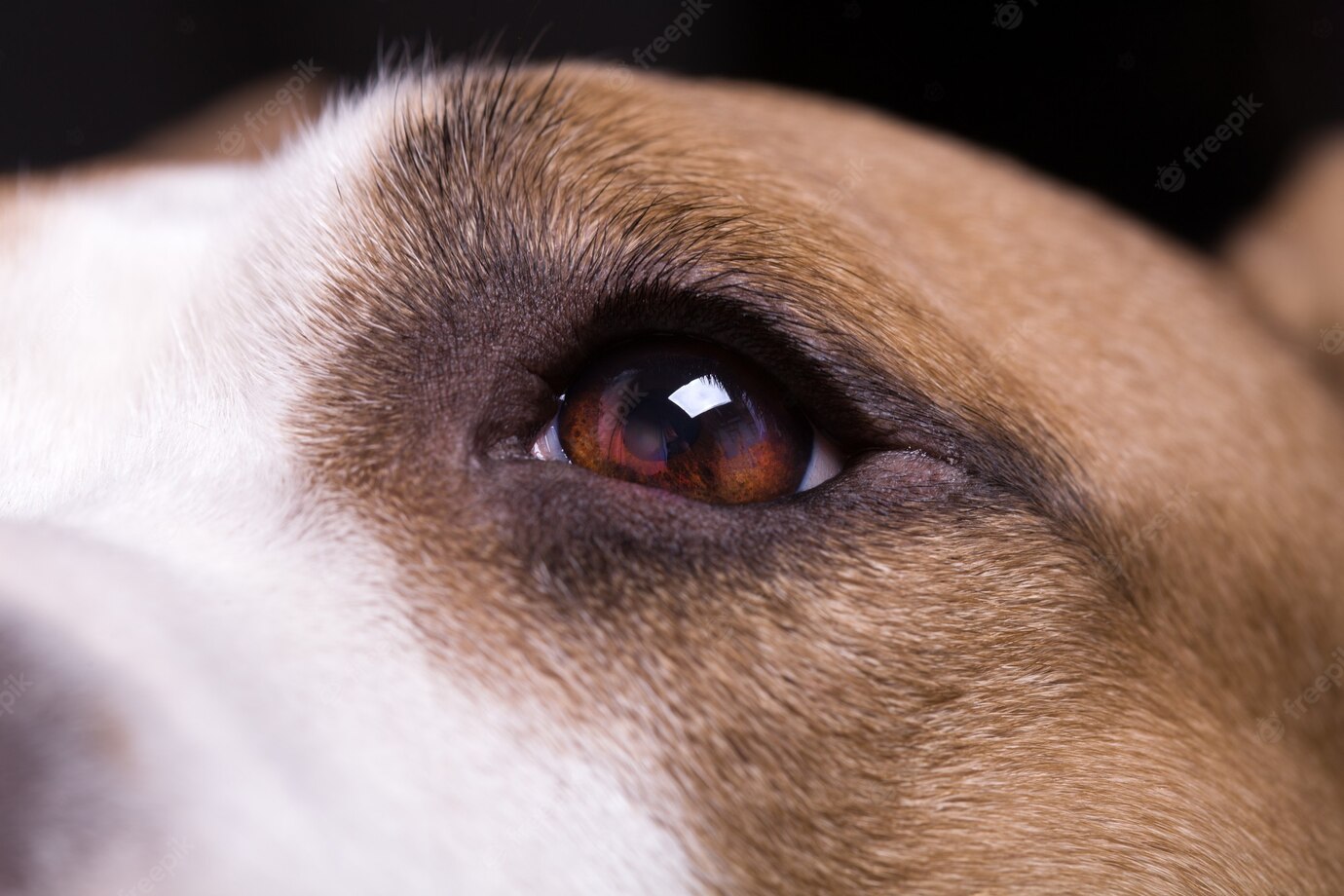 beautiful-dog-eye-close-up_153912-1003